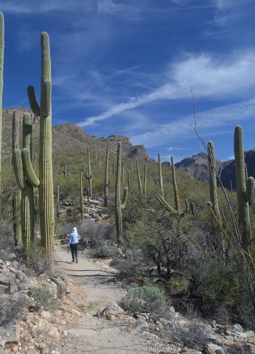 the Bear Canyon Trail